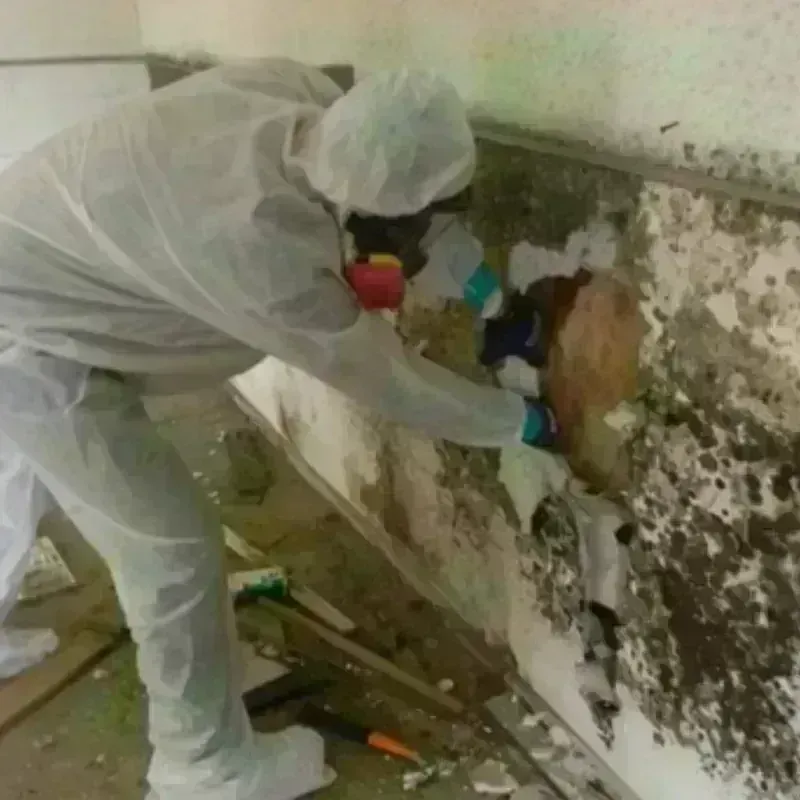 Mold Remediation and Removal in Greenbush, ME